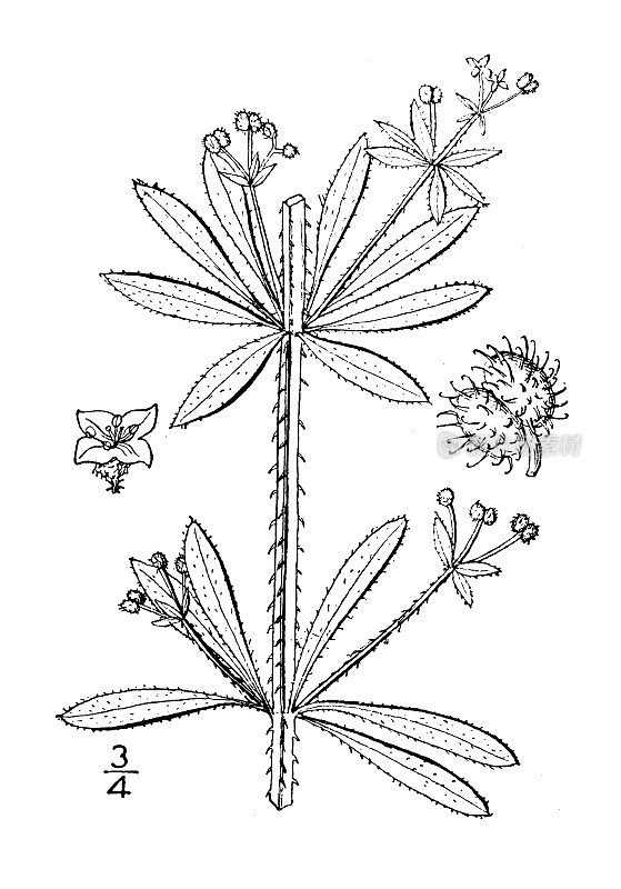古植物学植物插图:镓Aparine, Cleavers, Goose grass